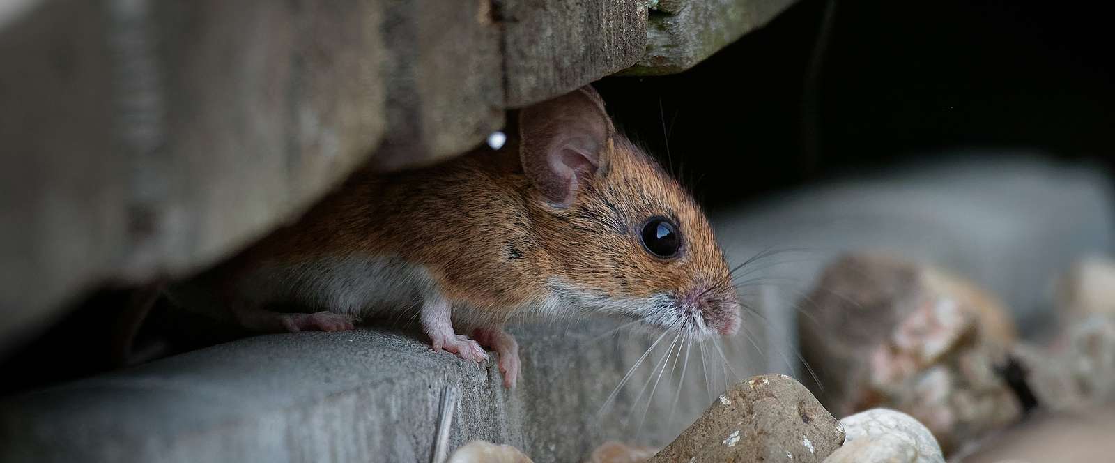 Does Soap help Keep Mice Away? — United Pest Control